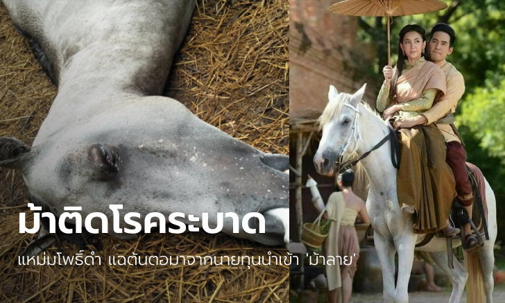 "เจ้าวาเลนไทน์" ม้าแสดงชื่อดัง ตายเซ่นกาฬโรคแอฟริกาในม้า เพจดังแฉต้นตอโรคระบาด